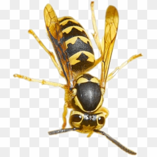 Wasp Png Pic - True Wasps, Transparent Png
