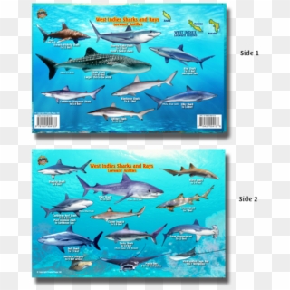 Franko Maps West Indies Sharks Rays Creature Guide - Great White Shark, HD Png Download