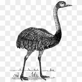 Common Ostrich Drawing Line Art Bird Emu - Clip Art Free Black And White, HD Png Download