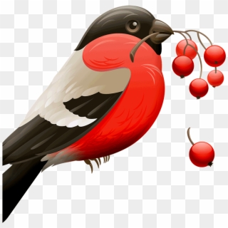Red Robin Bird, HD Png Download