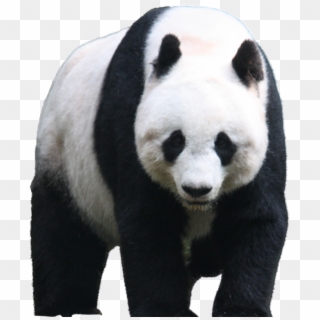 Lin Manuel Miranda On A Panda , Png Download - Giant Panda Transparent ...