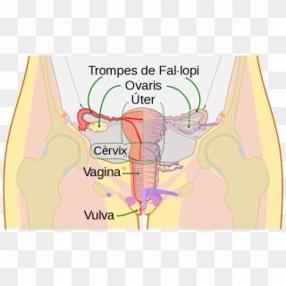 Scheme Female Reproductive System-ca - Jajniki Anatomia, HD Png Download