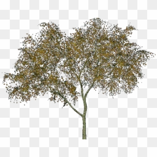 D Trees - Ontano Png, Transparent Png
