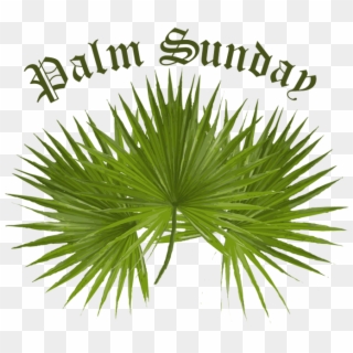 Palm Sunday Clip Art - Palm Sunday Palm Tree, HD Png Download