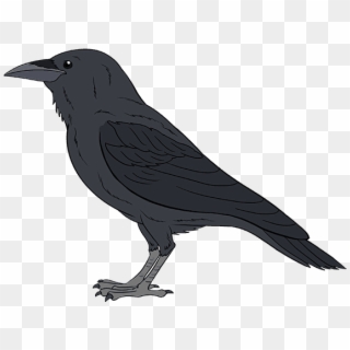 Drawing Raven Eye - Black Crow Bird, HD Png Download