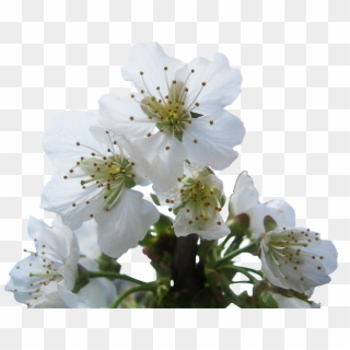 Cherry Blossoms Hell White Png Image - Cherry Flower White Png, Transparent Png