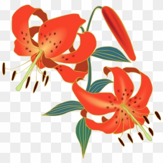 Lily, Tiger Lily, Flowers, Red - Tiger Lily Flower Png, Transparent Png