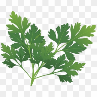 Spices And Herbs - Parsley Clipart, HD Png Download