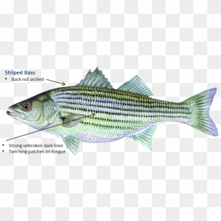 Striped Bass - Oklahoma Fish, HD Png Download