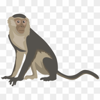 Monkey Clipart Png Image - Capuchin Monkey Monkey Clipart, Transparent Png