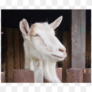 Goat, HD Png Download