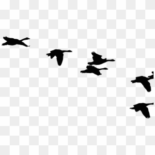 Flock Of Ducks Silhouette, HD Png Download
