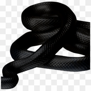 White Snake Black Background, HD Png Download