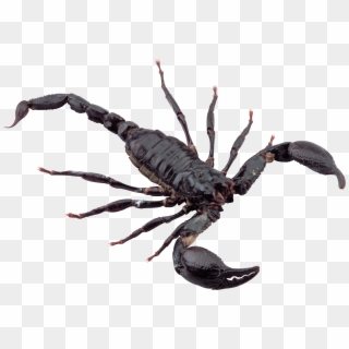 Scorpion Png Image - Scorpion Png, Transparent Png