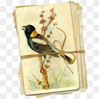 Page Torn From An Old Book, With The Picture Of A Bird, HD Png Download