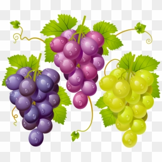 Grape Vector Seed - Imagenes De Racimos De Uvas, HD Png Download