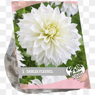 7160 Dahlia Fleurel Per 1 Urban Flowers - Dahlia, HD Png Download