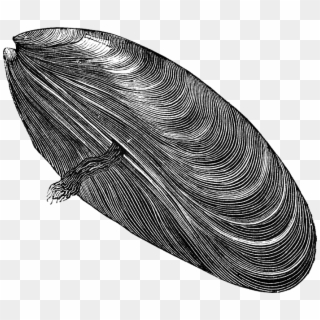 Mussel Png Free Download - Mussel Black And White, Transparent Png