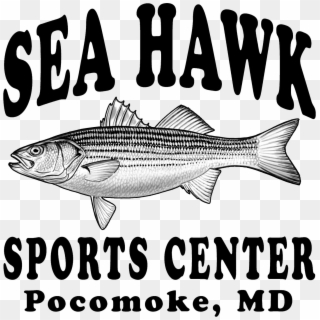Sea Hawk Sports Center - Seahawk Sports Center, HD Png Download