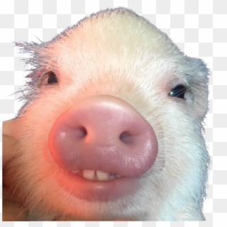 Psbattle This Buck Toothed Piggy Png Buck Tooth Pig, Transparent Png