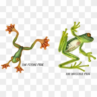 Kermit The Laying Down - Frog, HD Png Download