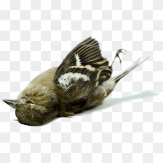 Free Png Burying Ariel - Dead Bird, Transparent Png