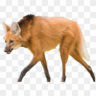 Wolf - Photoshopped Maned Wolf, HD Png Download