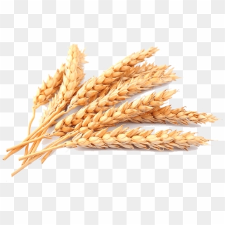 Free Png Download Wheat Png Images Background Png Images - Transparent Wheat Png, Png Download