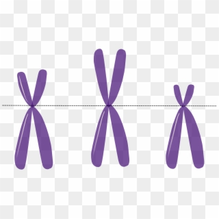Chromosome Models Karyotyping - Chromosome Clipart, HD Png Download