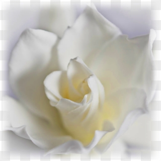 Gardenia Crown Jewel - Garden Roses, HD Png Download