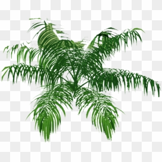 Palm Tree Top Png Download - Plan Palm Tree Png, Transparent Png