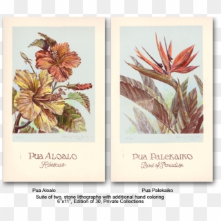 Suite Of Hawaiian Flowers - Rosa Glauca, HD Png Download