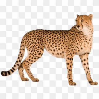Free Png Download Cheetah Png Images Background Png - Cheetah Png, Transparent Png