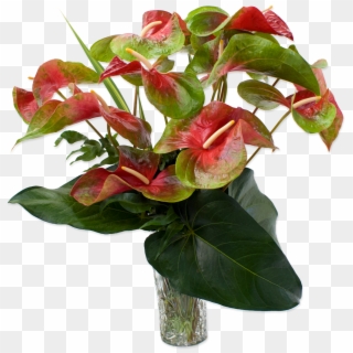 Anthurium Hawaiian Flowers - Anthurium Red And Green, HD Png Download