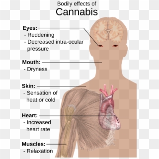 Open - Bodily Effects Of Cannabis, HD Png Download