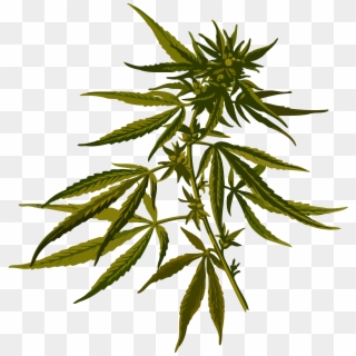 Cannabis, Clip Art, Illustrations, Pictures - Cannabis Sativa, HD Png Download