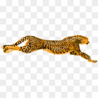 Cheetah Png Transparent Images - Cheetah Clip Art, Png Download