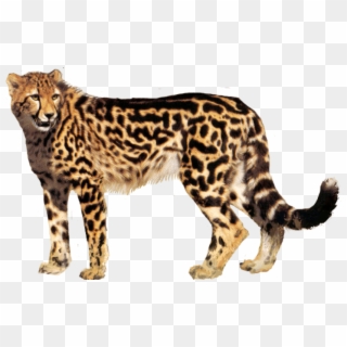 Free Png Download Cheetah Png Images Background Png - King Cheetah, Transparent Png