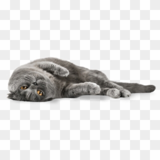 Cats Png - Grey Cat Png, Transparent Png