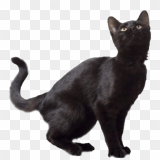 Free Png Download Black Cat Png Images Background Png - Norwegian Forest Cat Bombay, Transparent Png