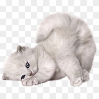 Cute Cat Transparent Background, HD Png Download