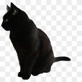 Best Free Cats Png Clipart - Black Cat No Background, Transparent Png