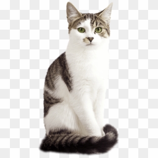 Harringtons Cat - American Wirehair Png, Transparent Png