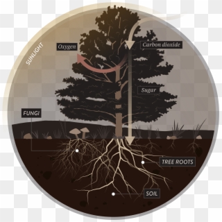 The Fungus Among Us - Tree Root Mycorrhiza, HD Png Download
