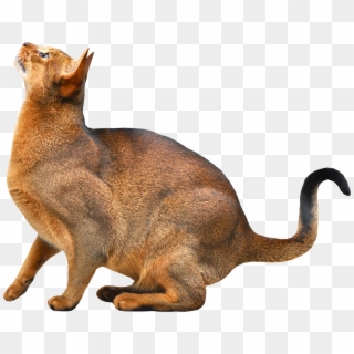 Abyssinian Cat - Transparent Background Cat Png, Png Download