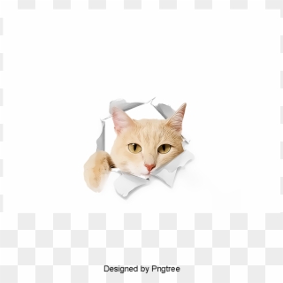 Png Images Of Cat - Children With Cat Png, Transparent Png