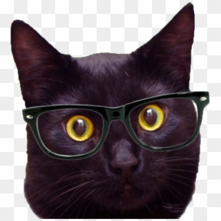 Hipster Cat Png - Black Cat With Glasses, Transparent Png
