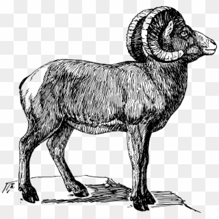 Bighorn Sheep Black And White Clipart, HD Png Download