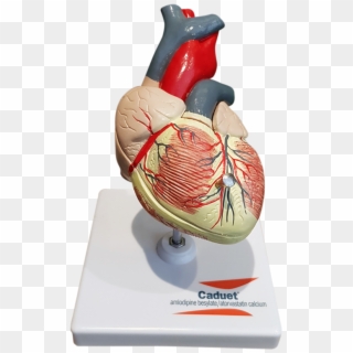 Vintage Caduet Doctor's Heart Model - Heart, HD Png Download