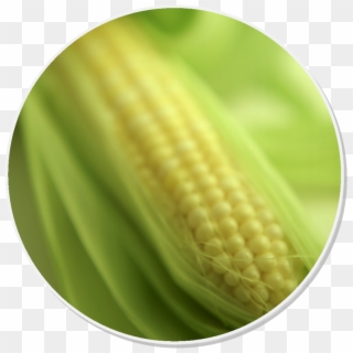 Click On The Watering Can For Our - Corn On The Cob, HD Png Download